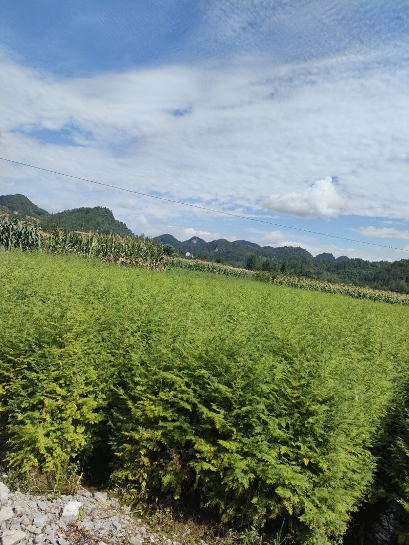 水杉水杉小苗高度20到1.5米量大质量好价格便宜