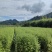 水杉水杉小苗高度20到1.5米量大质量好价格便宜
