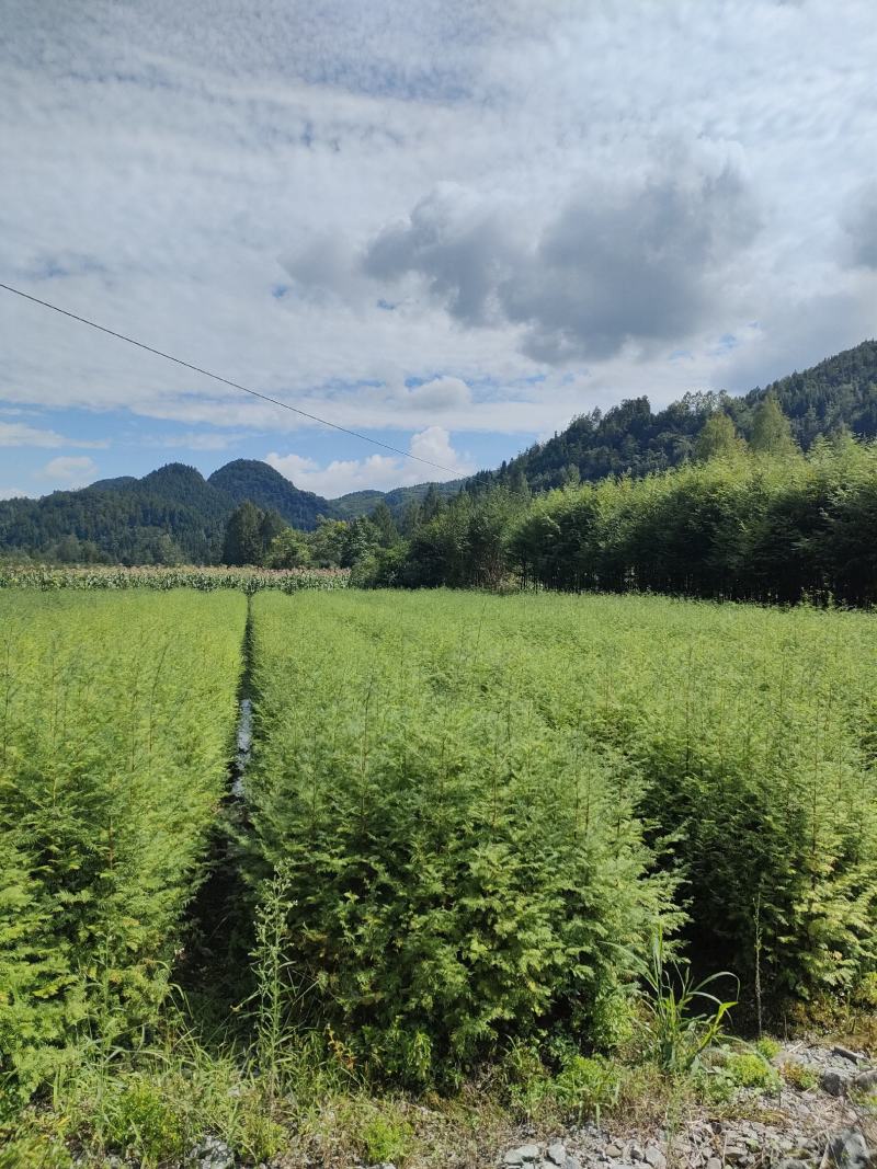水杉水杉小苗高度20到1.5米量大质量好价格便宜
