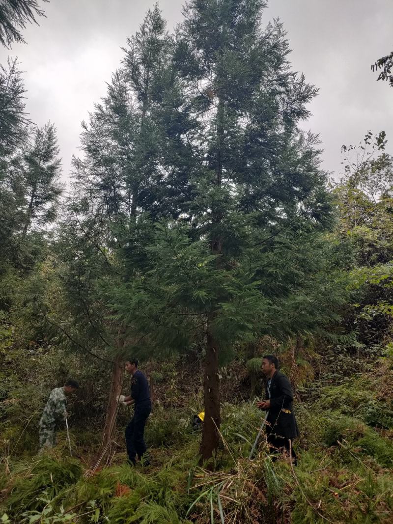 柳杉1到20公分湖北利川出售小苗：黄柏。水杉，桂花，紫薇