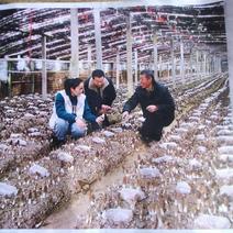供应优质羊肚菌栽培种