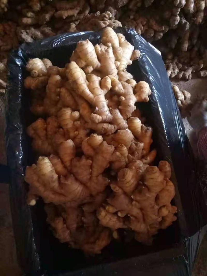 山东生姜产地*常年供应大黄姜*小黄姜*品质保证*代存代发