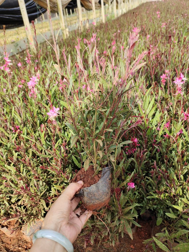 千鸟花，红盆，小袋多年生，四季开花，耐寒耐干，