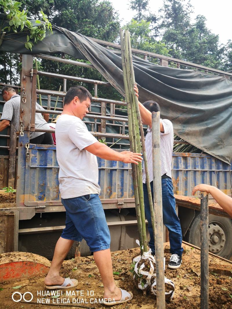 香樟树苗60高以上香樟树苗产地直供