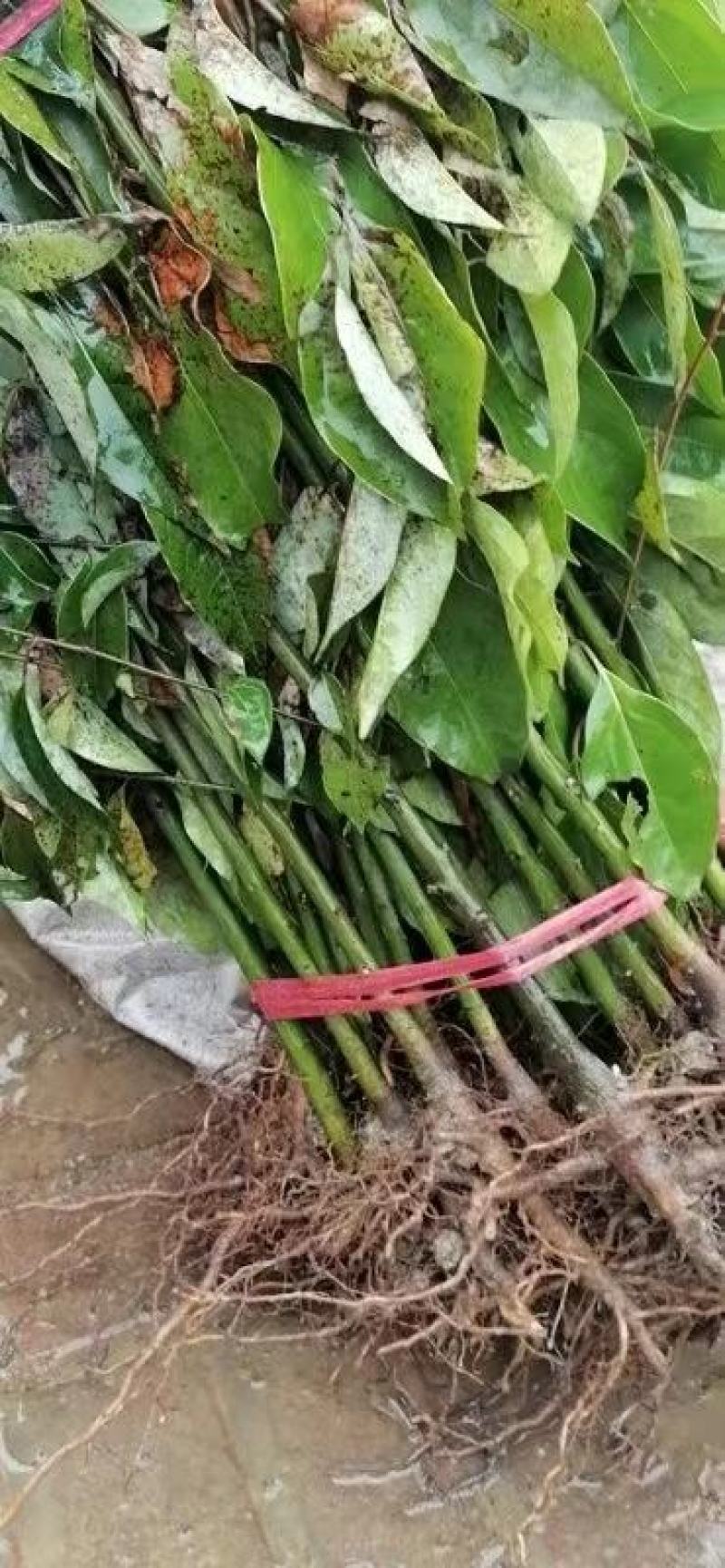 香樟树苗60高以上香樟树苗产地直供