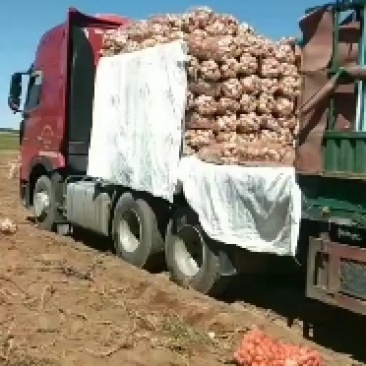 内蒙古乌兰察布集宁土豆大量出库品种有希森6微7