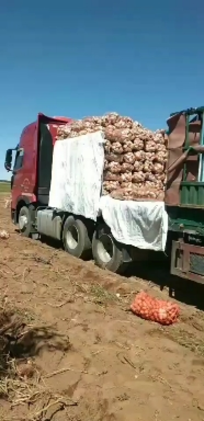 内蒙古乌兰察布集宁土豆大量出库品种有希森6微7