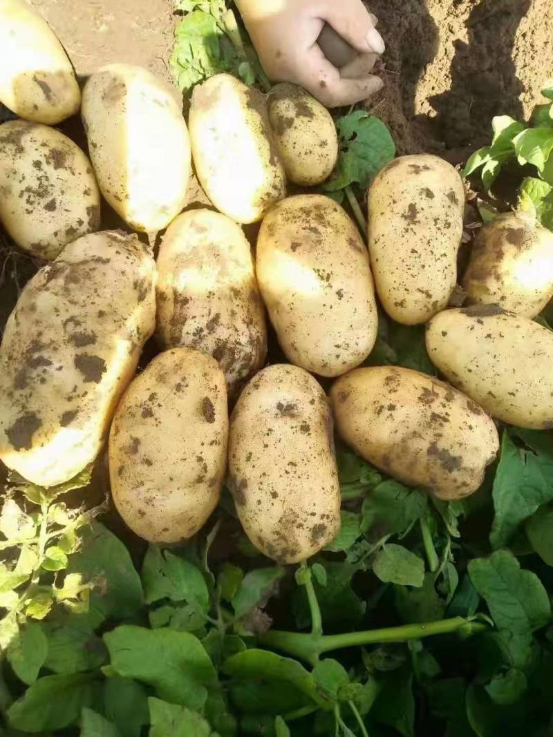 内蒙古乌兰察布集宁土豆大量出库品种有希森6微7