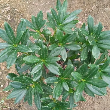 金边瑞香180杯盆栽花卉四季绿植盆景园林绿化苗木基地工程