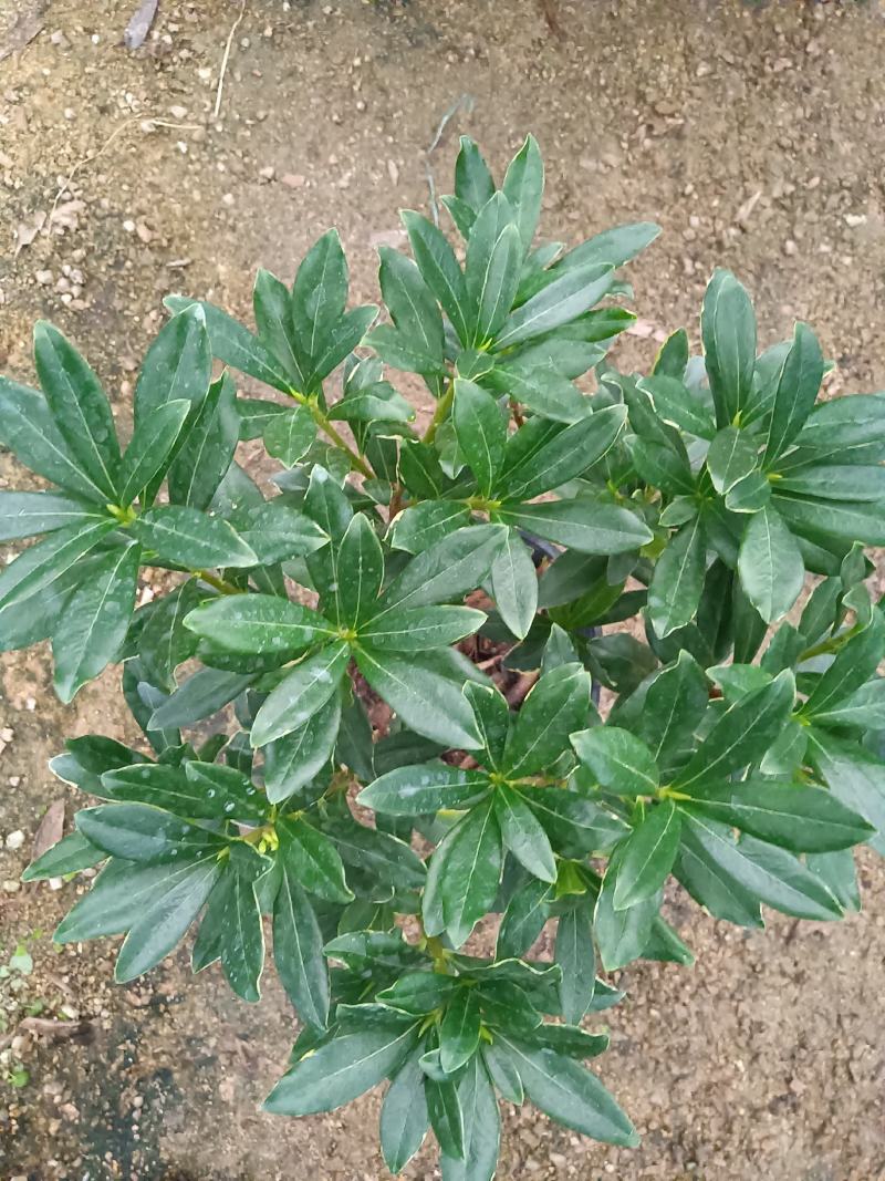 金边瑞香180杯盆栽花卉四季绿植盆景园林绿化苗木基地工程