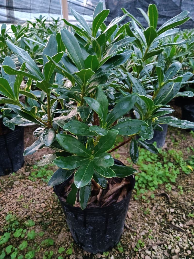 金边瑞香180杯盆栽花卉四季绿植盆景园林绿化苗木基地工程