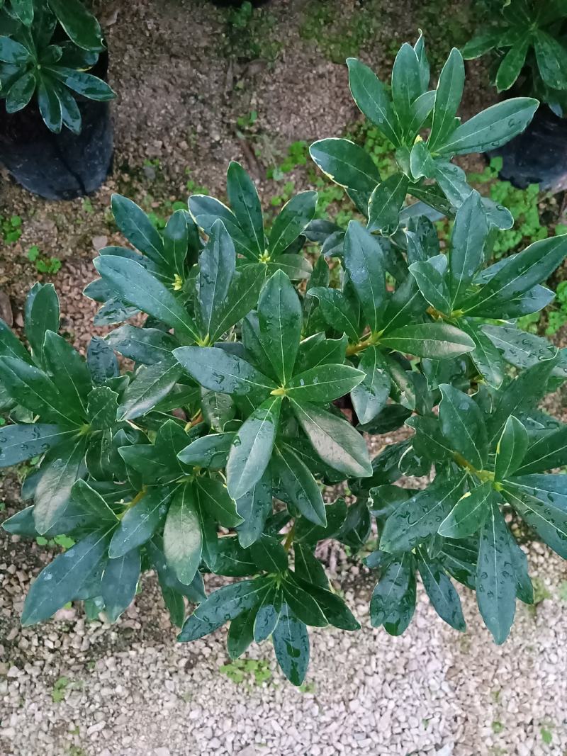 金边瑞香180杯盆栽花卉四季绿植盆景园林绿化苗木基地工程