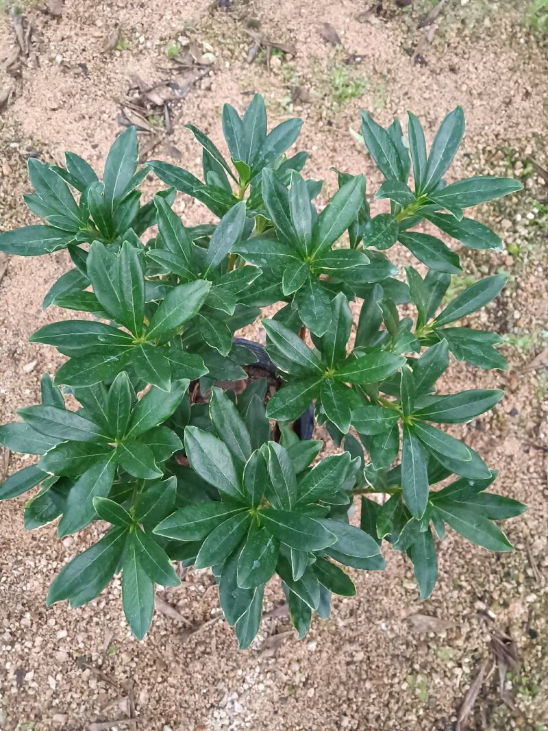 金边瑞香180杯盆栽花卉四季绿植盆景园林绿化苗木基地工程