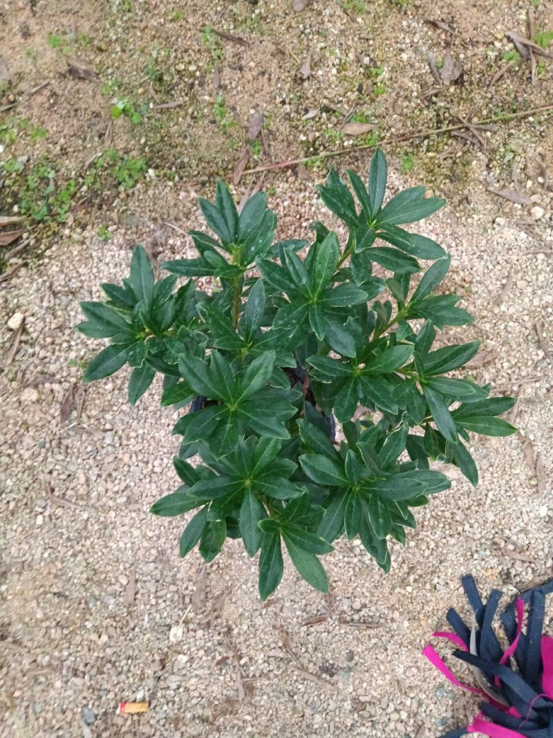 金边瑞香180杯盆栽花卉四季绿植盆景园林绿化苗木基地工程