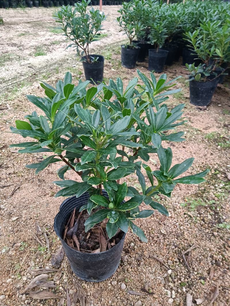 金边瑞香180杯盆栽花卉四季绿植盆景园林绿化苗木基地工程