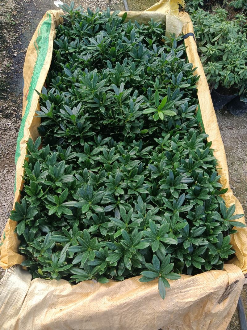金边瑞香180杯盆栽花卉四季绿植盆景园林绿化苗木基地工程