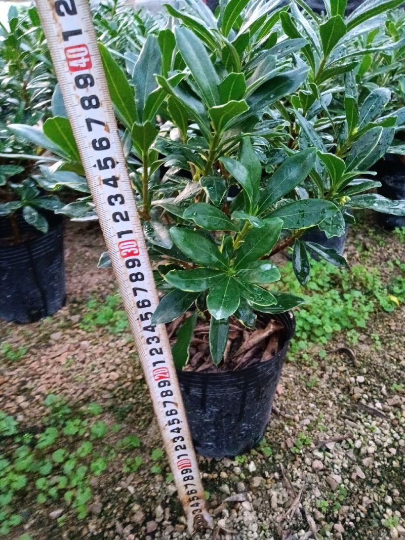 金边瑞香180杯盆栽花卉四季绿植盆景园林绿化苗木基地工程
