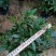 金边瑞香180杯盆栽花卉四季绿植盆景园林绿化苗木基地工程