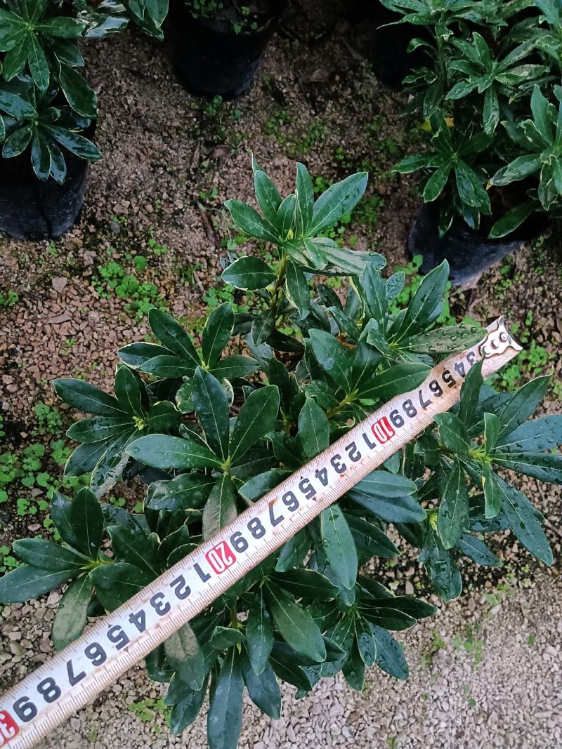 金边瑞香180杯盆栽花卉四季绿植盆景园林绿化苗木基地工程