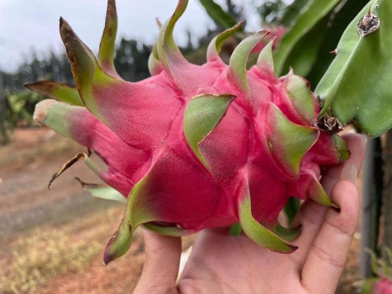 红心火龙果大量毛果花皮果20果金都一号欢迎来电咨询