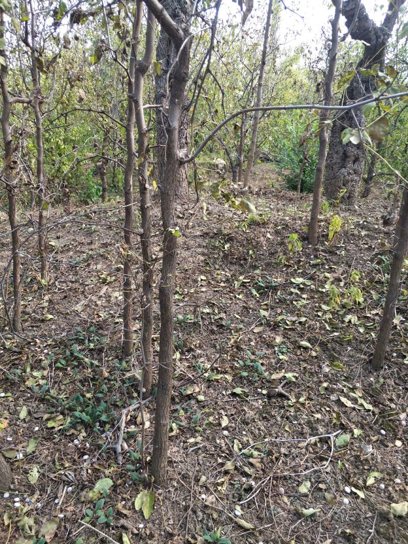鲜枣山东冬枣，产地供货保质保量，新鲜上市欢迎选购！