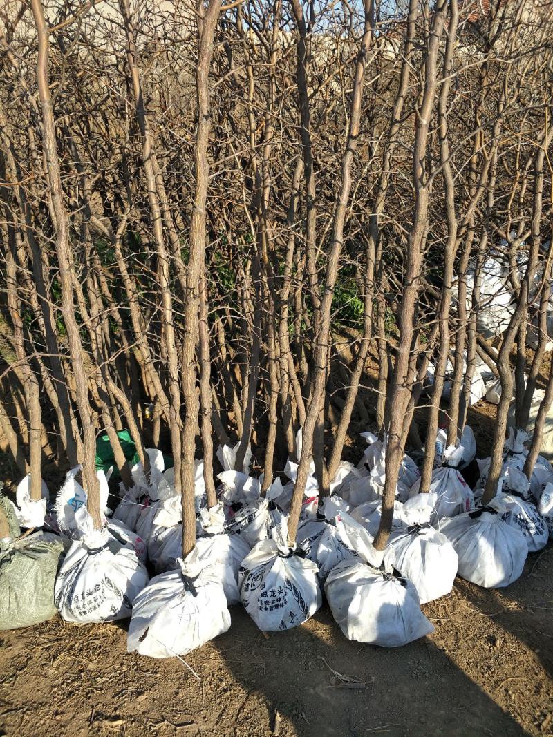 鲜枣山东冬枣，产地供货保质保量，新鲜上市欢迎选购！