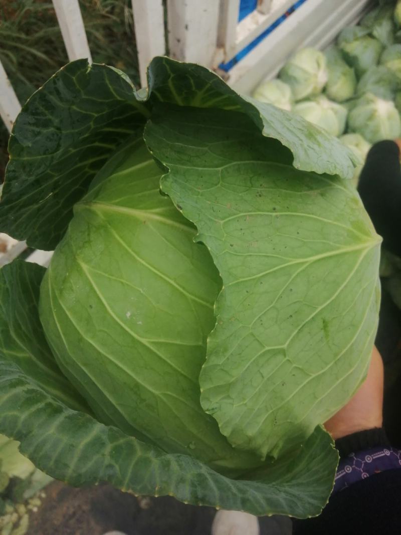 奥奇那扁包大量上市中，颜色绿，个头均匀，提供专业打包团队