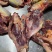 屠宰厂直供纯干精修马腱子