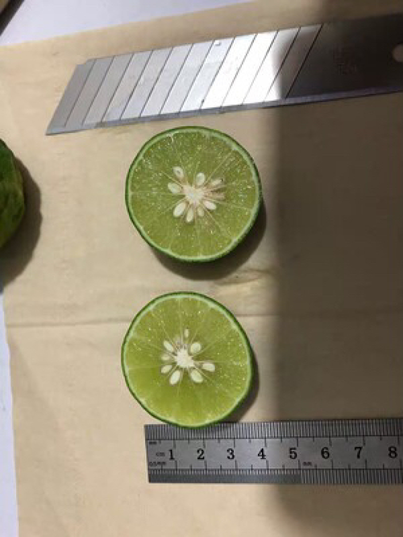 泰国莱姆柠檬餐厅专用小柠檬有籽青柠檬香水柠檬