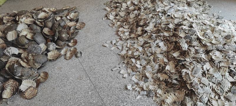 鳖甲甲鱼壳产地一手货源直供常年稳定货源