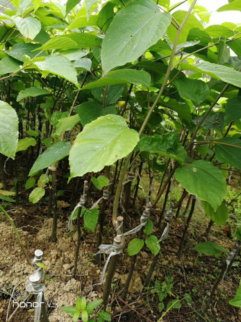 拐枣苗万寿果苗嫁接苗结果快食用药用泡酒都可以