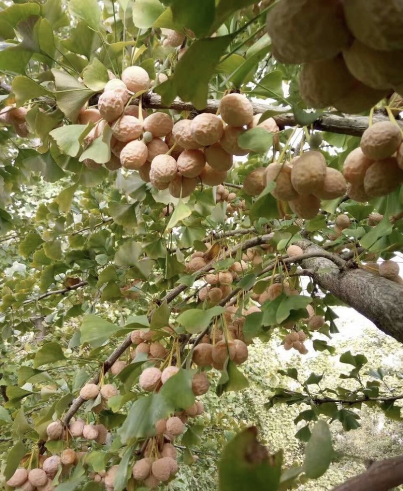 大量出售新鲜银杏果，银杏制品，产地直销