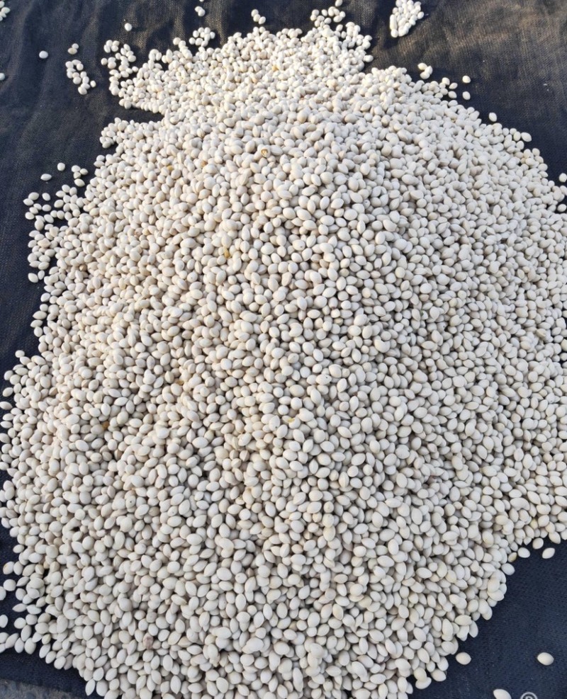 大量出售新鲜银杏果，银杏制品，产地直销