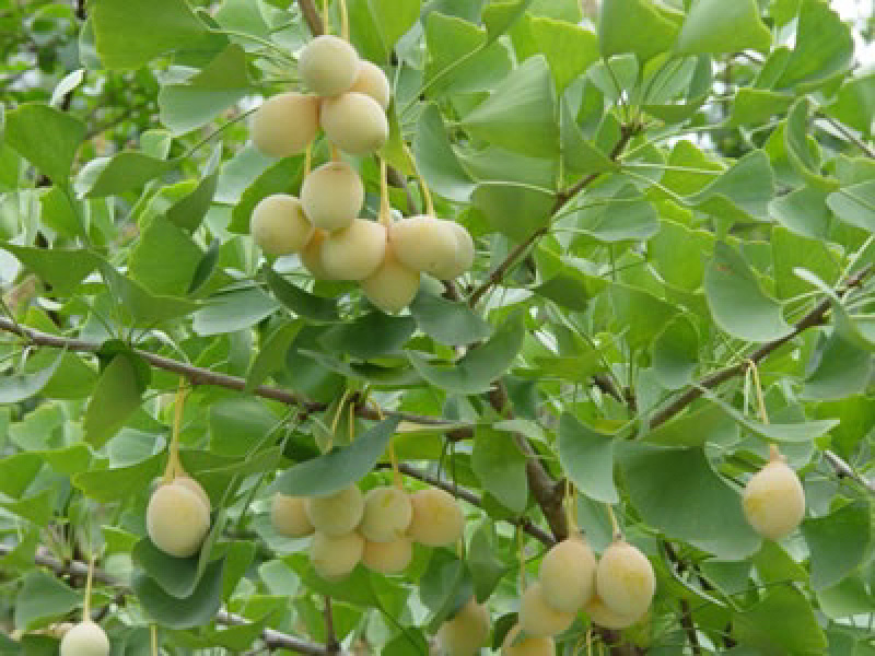 大量出售新鲜银杏果，银杏制品，产地直销