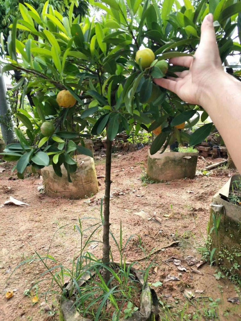 黄金山竹苗岭南山风景树嫁接苗果子清甜带土带叶发货