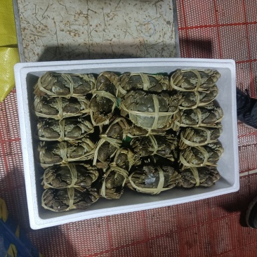 精品大闸蟹礼盒，可一件代发，欢迎商超，水果店，专卖店洽谈