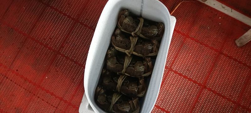 精品大闸蟹礼盒，可一件代发，欢迎商超，水果店，专卖店洽谈