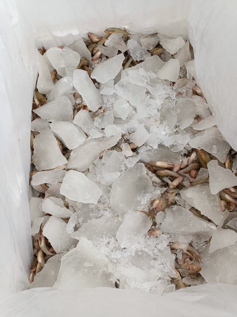 山坑鱼又名（小黄鱼）货源充足，基地直发，一手货源，。