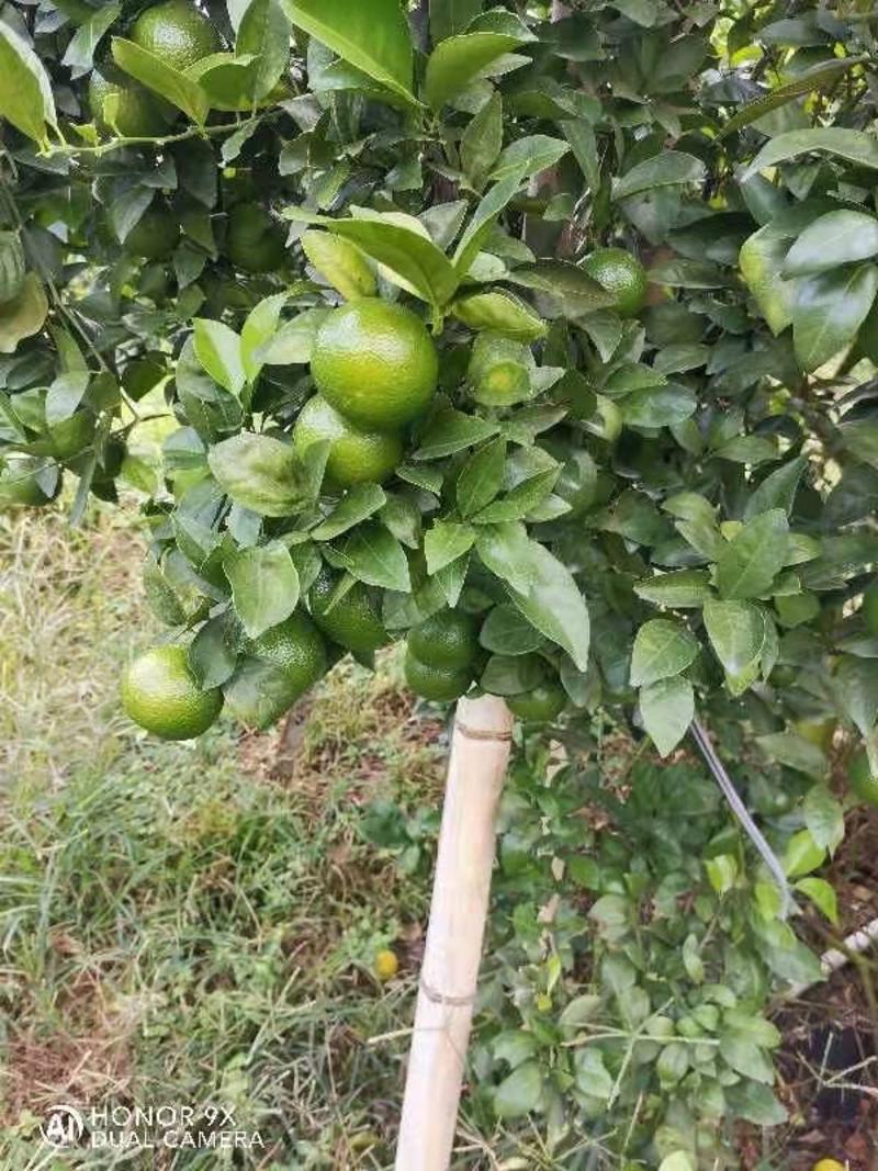 广西拾万大山种出的水果，清甜爽口，入口化楂，水分足，