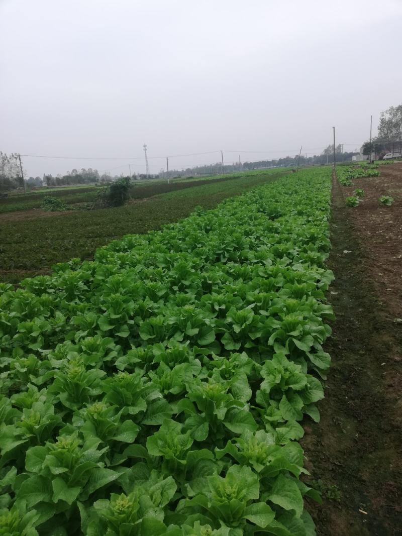 白皮圆叶莴笋少量有货，自产自销