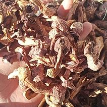 红蘑条自然干精品条都是小丁条没有大黑头