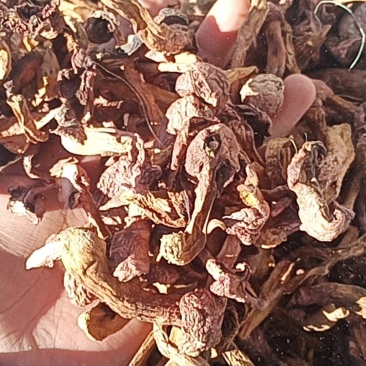 红蘑条自然干精品条都是小丁条没有大黑头