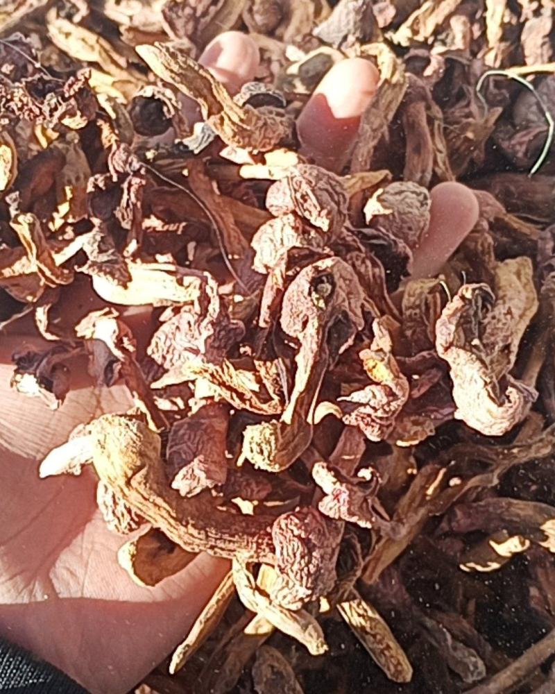 红蘑条自然干精品条都是小丁条没有大黑头