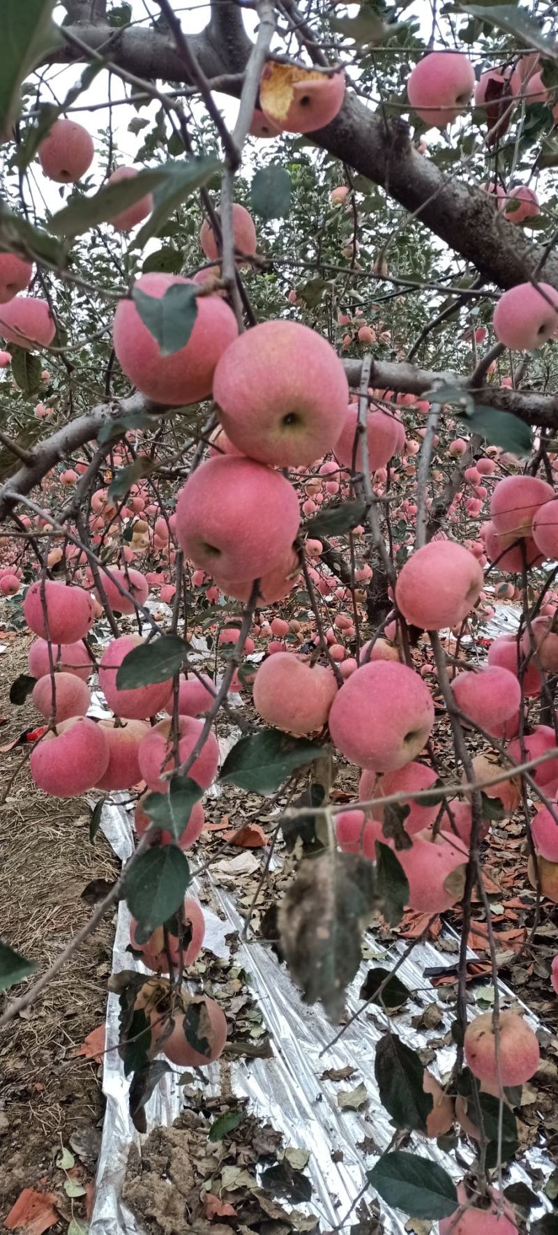 红富士苹果成熟，个大汁甜，量大实惠，欢迎选购