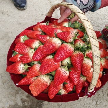 万亩草莓马上大量上市
