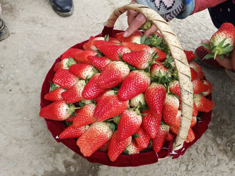 万亩草莓马上大量上市