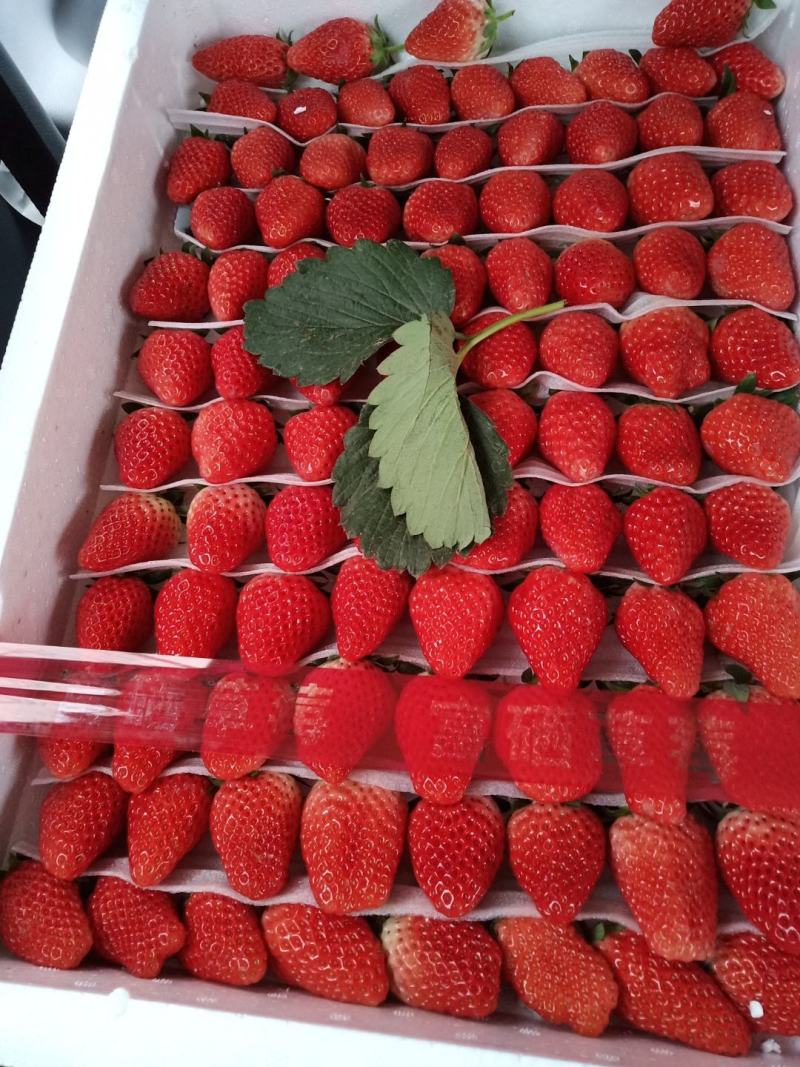 万亩草莓马上大量上市