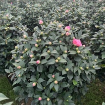 五色赤丹茶花带花苞香妃茶花庭院耐冬大红赤丹茶花