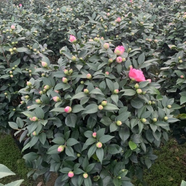 五色赤丹茶花带花苞香妃茶花庭院耐冬大红赤丹茶花