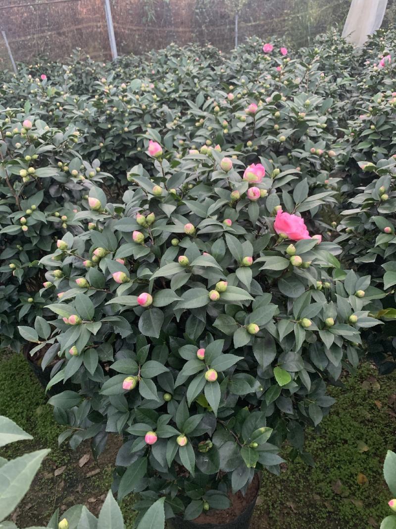 五色赤丹茶花带花苞香妃茶花庭院耐冬大红赤丹茶花